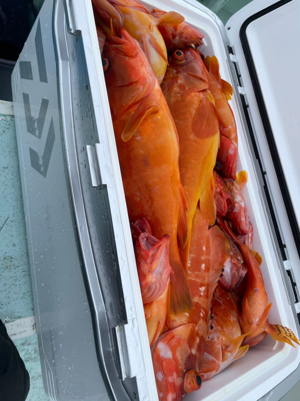 KUDOHさんの釣果 2枚目の画像