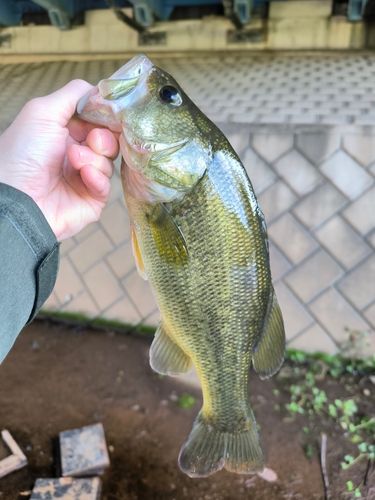 ラージマウスバスの釣果
