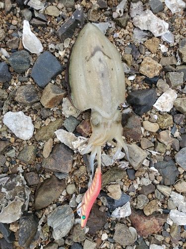 コウイカの釣果