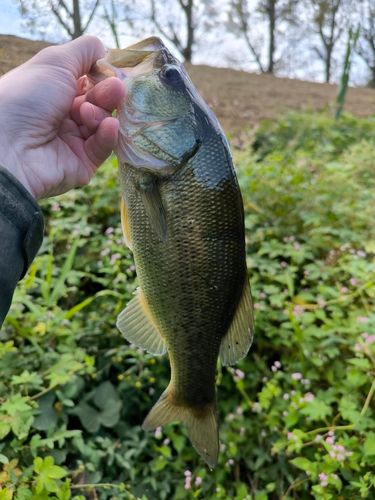 ラージマウスバスの釣果