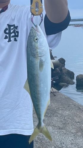 ヤズの釣果