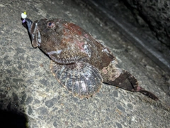 カジカの釣果
