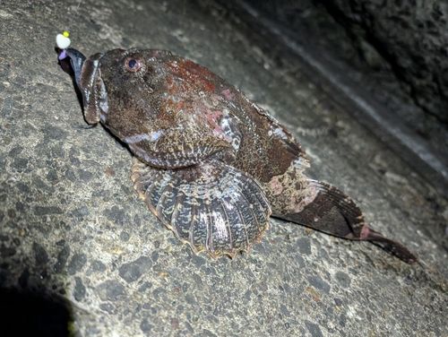 カジカの釣果