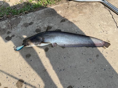 ナマズの釣果