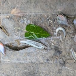 タイリクバラタナゴ