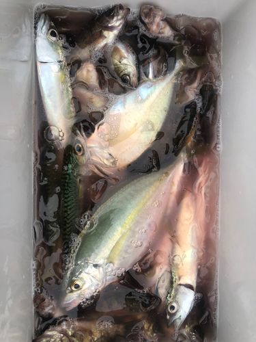 シマアジの釣果