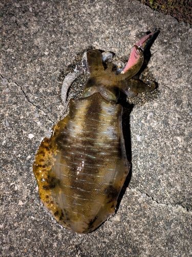 アオリイカの釣果