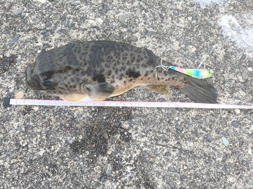 フグの釣果