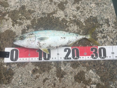 ワカシの釣果