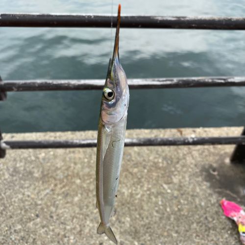 サヨリの釣果