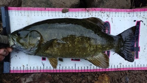 スモールマウスバスの釣果