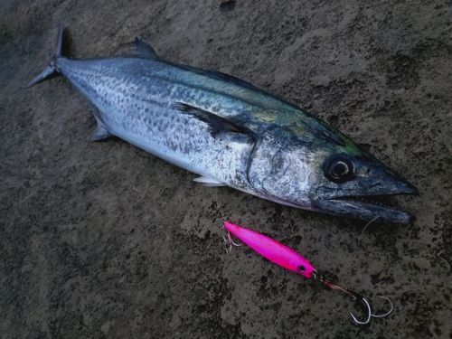 サワラの釣果