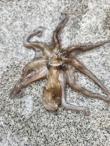 イイダコの釣果