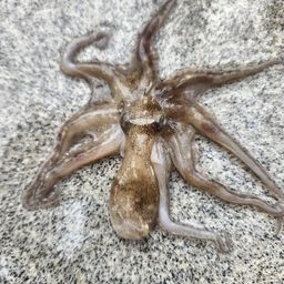 イイダコ