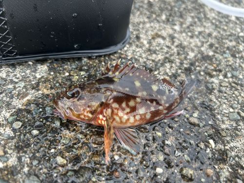 カサゴの釣果