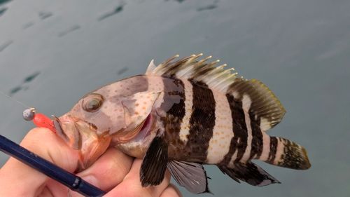 アオハタの釣果