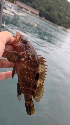 キジハタの釣果