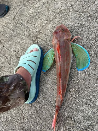 ホウボウの釣果