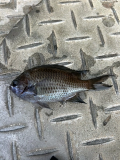 スズメダイの釣果