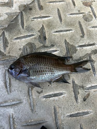 スズメダイの釣果