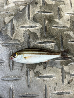 イサキの釣果