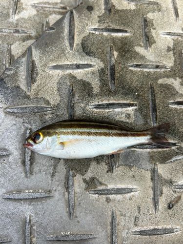 イサキの釣果