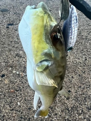 シロサバフグの釣果
