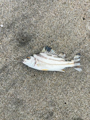 コトヒキの釣果