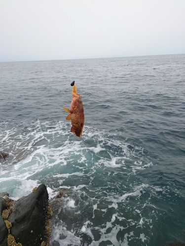 キジハタの釣果