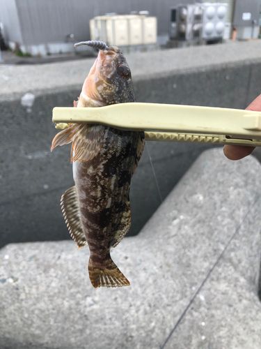 アイナメの釣果