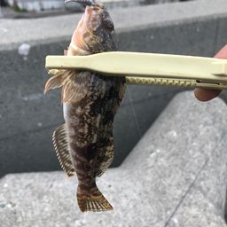 アイナメ