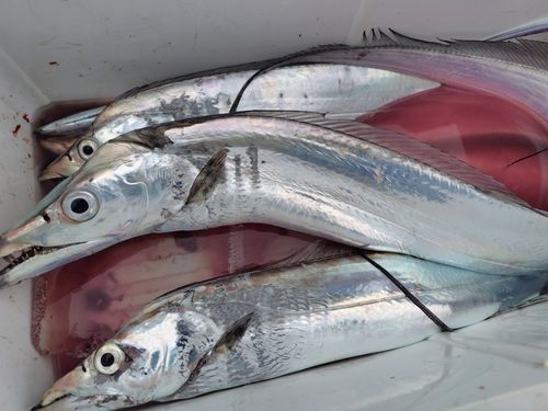 タチウオの釣果