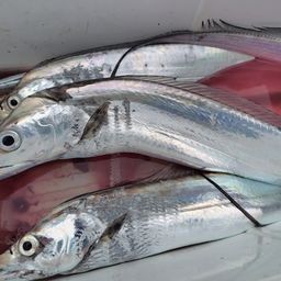 タチウオ