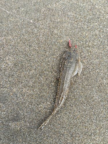メゴチの釣果