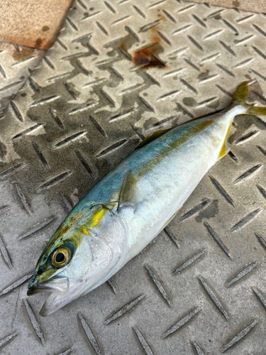 ブリの釣果