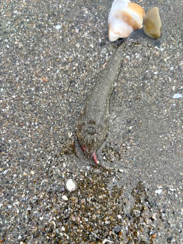 メゴチの釣果