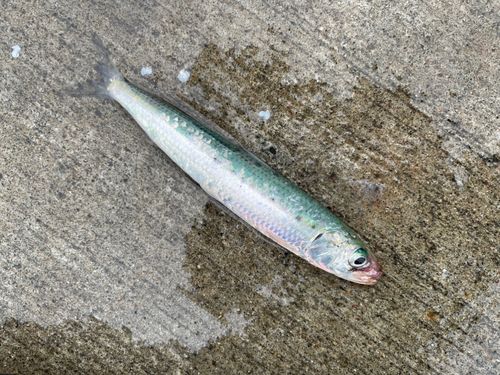 イワシの釣果