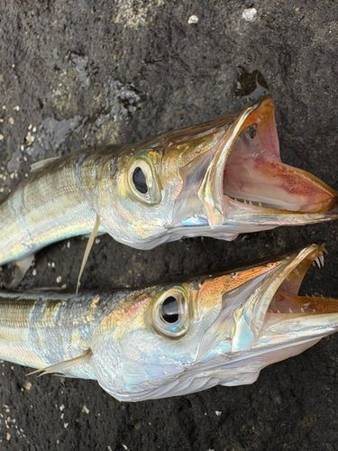 カマスの釣果