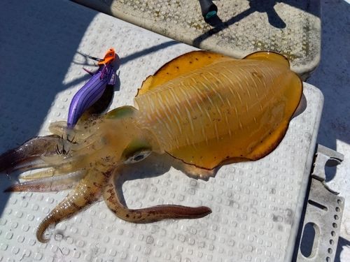 アオリイカの釣果
