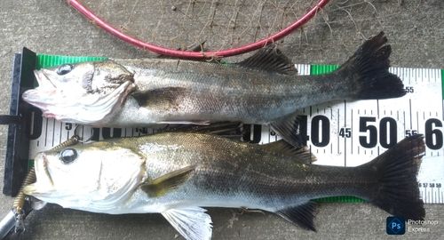 シーバスの釣果