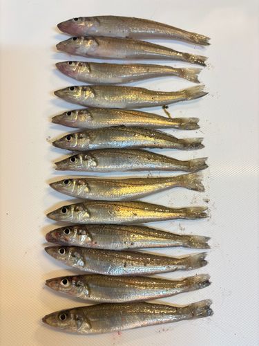 キスの釣果