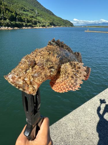 オニカサゴの釣果