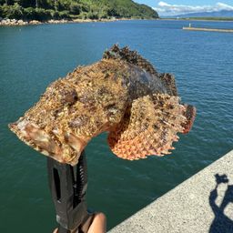 オニカサゴ