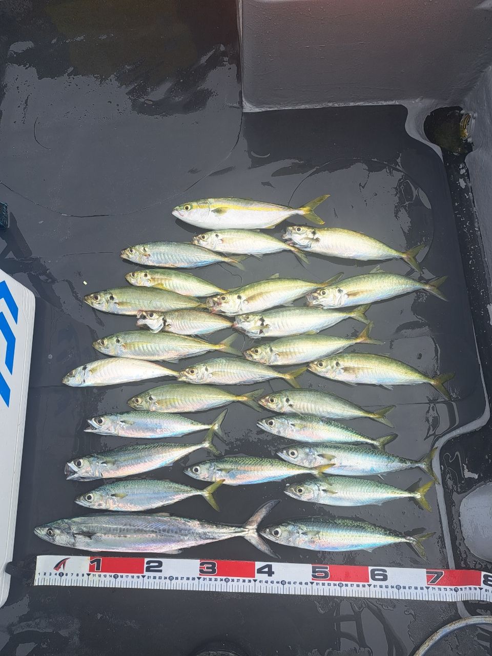 スプリングサンさんの釣果 1枚目の画像