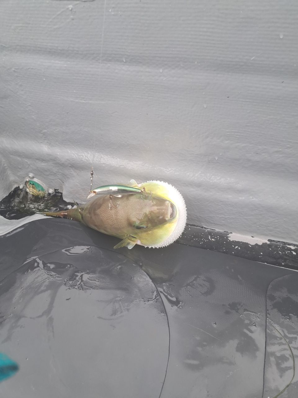 スプリングサンさんの釣果 2枚目の画像