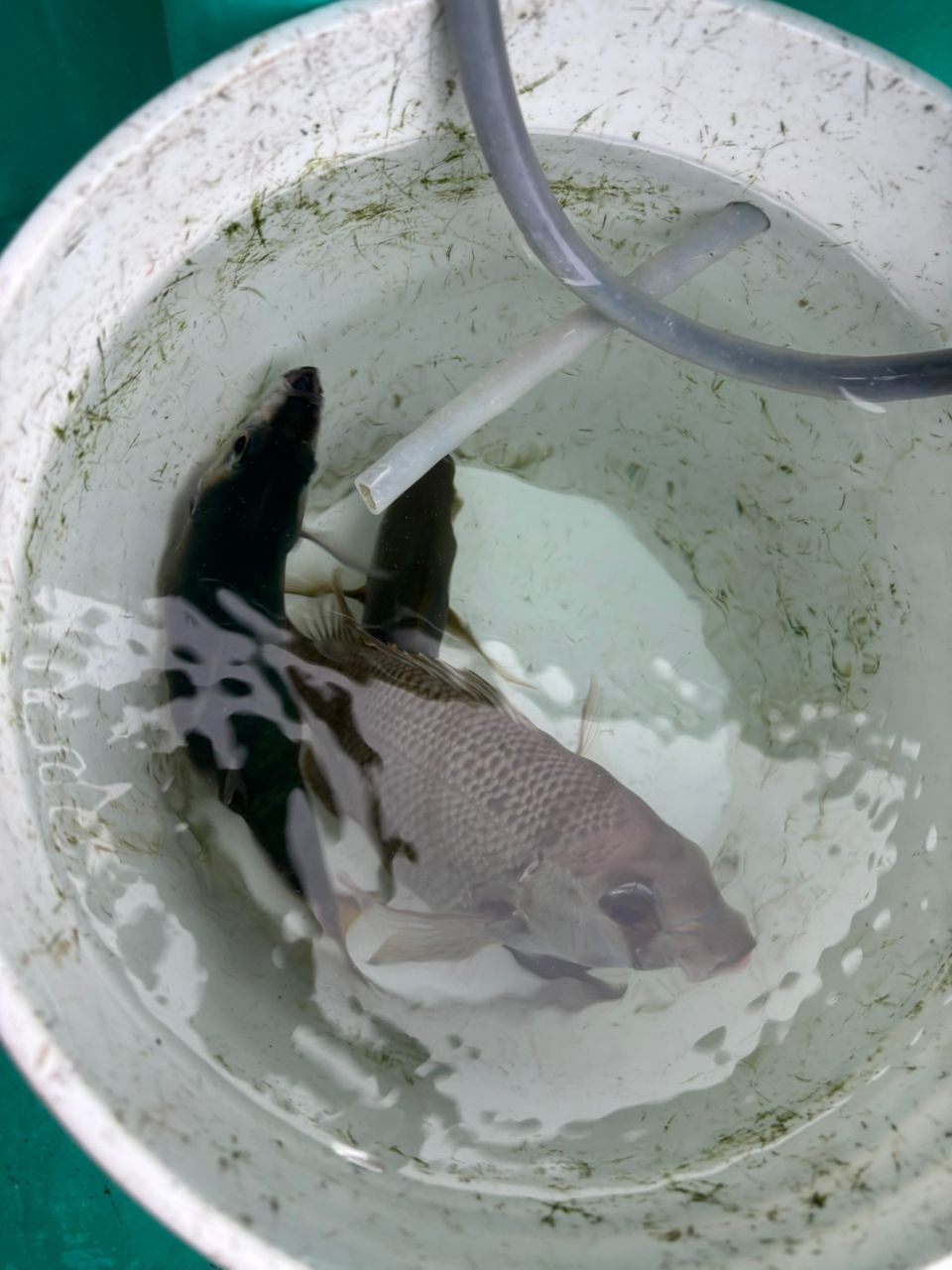 浩房13-80さんの釣果 2枚目の画像