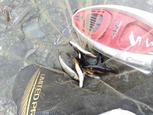 アユの釣果