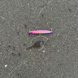 ヒラメ
