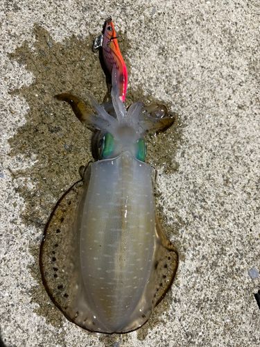 アオリイカの釣果