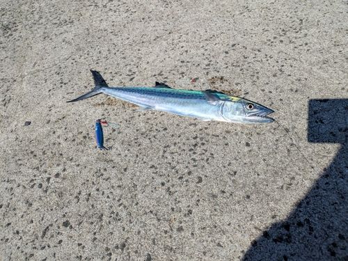 サゴシの釣果